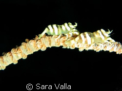 Climbing creature... by Sara Valla 